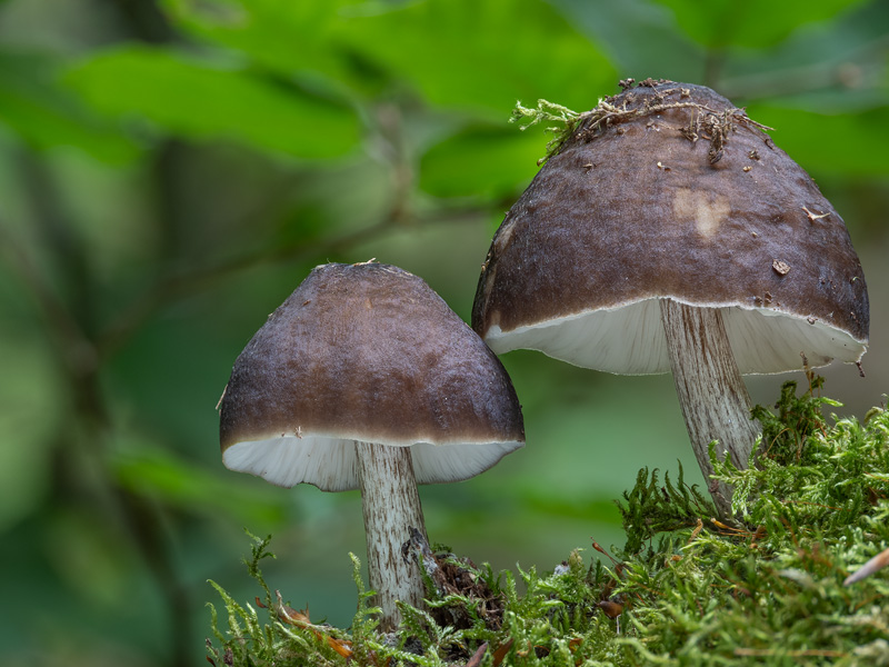 Pluteus cervinus Pluteus cervinus